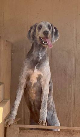 Aussiedoodle 1
