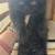 Persian Kittens 2 thumbnail