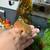 Crested gecko 4 thumbnail
