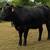 Bred Heifers 14 thumbnail