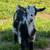 Goats Available- Bucklings 1 thumbnail