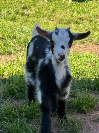 Goats Available- Bucklings 1