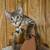 Kittens 1 thumbnail