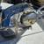 2020 Sea Raider 250 twin Suzuki 200 hp 10 thumbnail