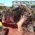 STUMP GRINDING & Surface Roots Removal by Brad Frederick's LLC 11 thumbnail