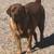 AKC Fox Red English Labrador 3 thumbnail