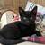 Rehoming Kittens 1 thumbnail