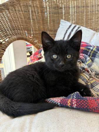 Rehoming Kittens (Canby)