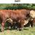 Registered Polled Hereford Bulls Available 1 thumbnail