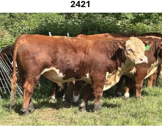 Registered Polled Hereford Bulls Available 1
