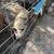 Kune Kune Pigs 3 thumbnail