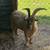 Male Goats 5 thumbnail