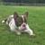 American bully pup 3 thumbnail