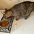 1 year old cat 1 thumbnail