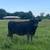 30 Fall Calvingbredcows 18 thumbnail