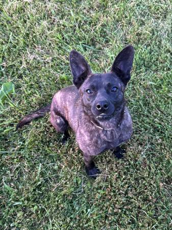 Cruce de Malinois (Corydon)543538411283435523