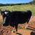 Steer 8 thumbnail