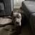 Cane corso 3 thumbnail