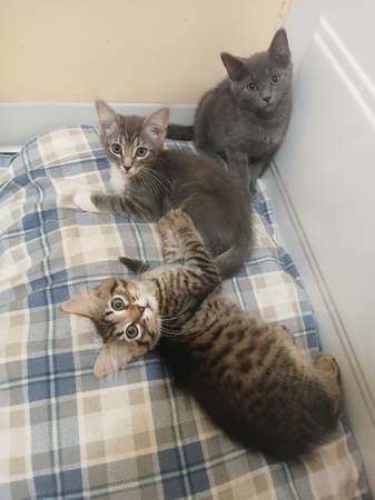 3 little kittens (Alvarado MN)