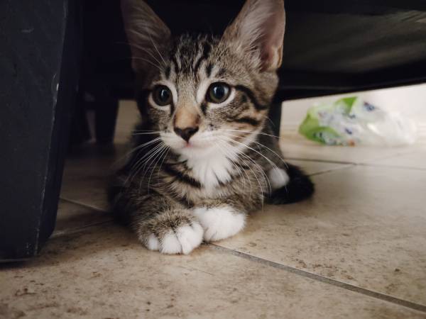Two Kittens (Escondido)