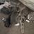 4 kittens 12 thumbnail