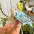LOST blue parakeet 1 thumbnail