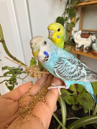 LOST blue parakeet 1