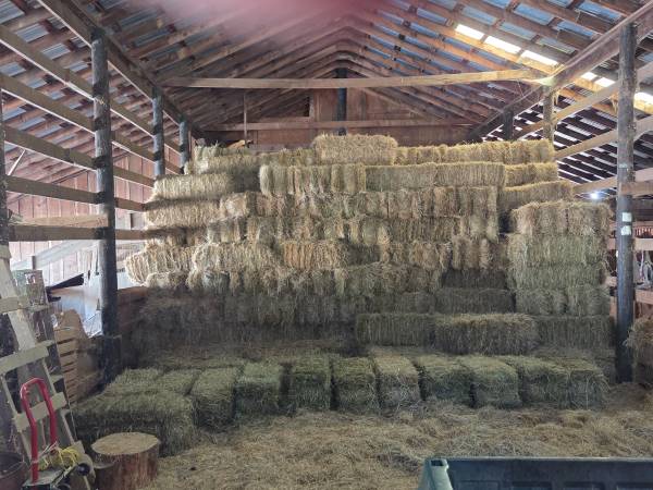 Grass Hay 1