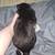 Belgian malinois mix 16 thumbnail