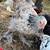 3 calico Brahma pullets 3 thumbnail