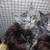 Maine coon kittens 10 thumbnail