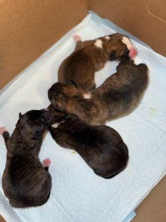 Rehoming Puppies (Killeen)63839343726593121