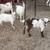 Dwarf goats 4 thumbnail
