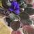 African violets. Now blooming   Many color to choose. $5 or $6 11 thumbnail