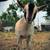 *B  ADGA Buck 8 thumbnail