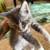 Two Gray Kittens needing a forever home 3 thumbnail