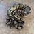 Ball pythons 4 thumbnail
