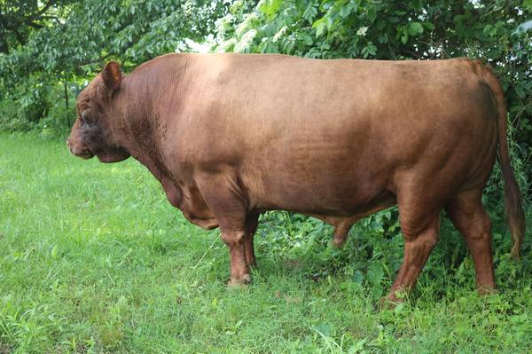ADCA Reg Dexter Semen 1