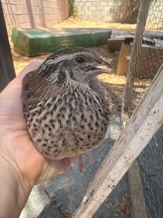 Quails and Bob White  snowflake quails600352170894970887