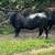 cows 2 thumbnail