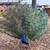Peacocks 15 thumbnail