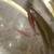 Cherry shrimp 4 thumbnail