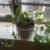 PLANTS!!! $5-10 6 thumbnail