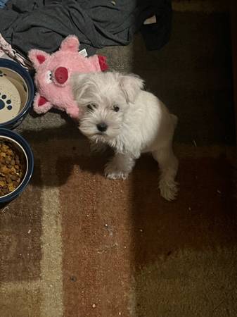 Mini schnauzer (Malmo)63938547587331120