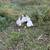 Muscovy ducklings 3 thumbnail