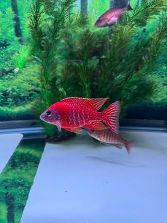 Fish African Cichlids (Peacocks) (Wauseon)
