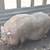 Pig pot belly 5 thumbnail