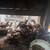 chicks 2 thumbnail
