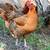chickens $50 each 1 thumbnail