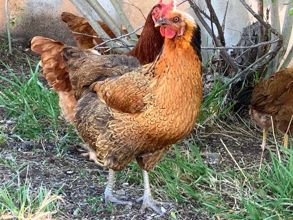 chickens $50 each 1
